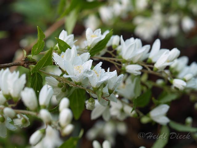 Deutzia gracilis.JPG - Deutzia gracilis / Zierliche Deutzie / Herrenkamper Gärten